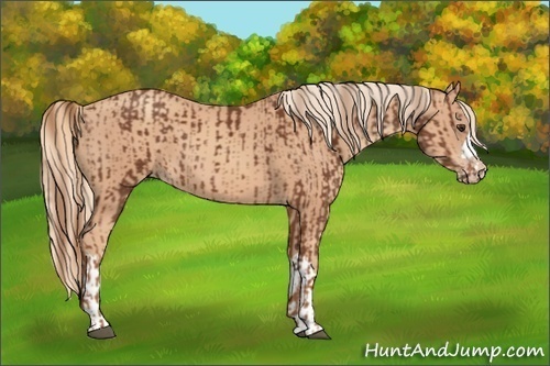 Horse Color:Chestnut and Gold Champagne