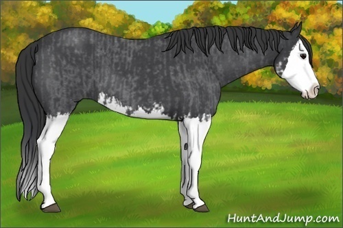 Horse Color:Blue Roan Splash and Blue Roan Splash