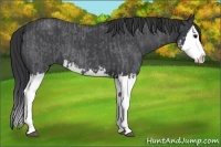 Horse Color:Blue Roan Splash and Blue Roan Splash