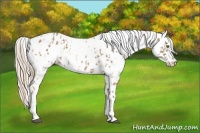 Horse Color:Palomino Appaloosa  and Palomino Appaloosa 