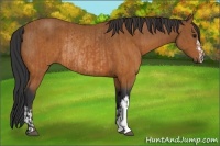 Horse Color:Bay  and Bay Rabicano 