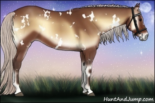 Horse Color:White Spotted Silver Bay Onyx
