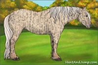 Horse Color:Silver Grullo  and Silver Classic Champagne Dun 
