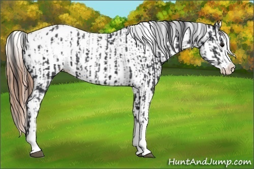 Horse Color:Black Splash Appaloosa and Black Splash Appaloosa