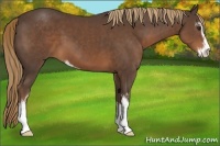 Horse Color:Liver Chestnut Sabino 