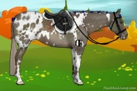 Horse Color:White Spotted Chocolate Palomino Blanket 