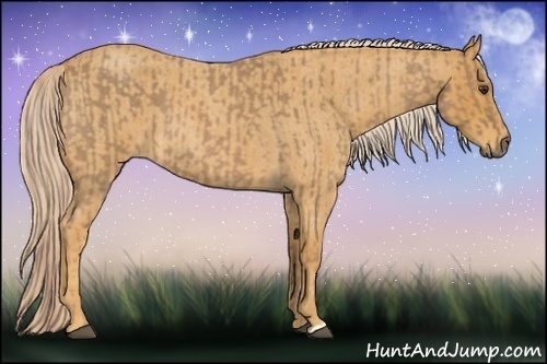 Horse Color:Palomino Roan  and Palomino Roan 