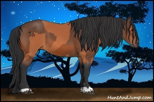 Horse Color:Bay  and Bay 