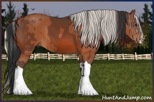 Horse Color:Bay and Silver Bay