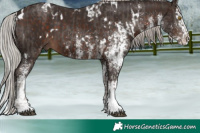 Horse Color:Silver Black Tobiano and White Spotted Silver Brown Splash
