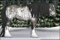 Horse Color:Grullo and Grullo Roan Frame