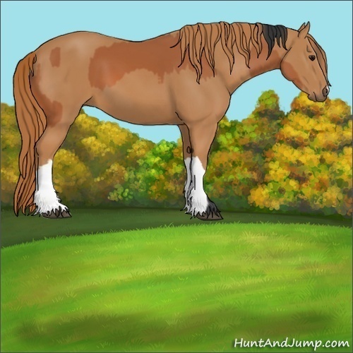 Horse Color:Bay  and Chestnut 