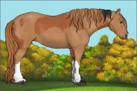 Horse Color:Bay  and Chestnut 
