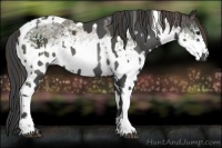 Horse Color:Smoky Black Tobiano  and White Spotted Smoky Black Tobiano 