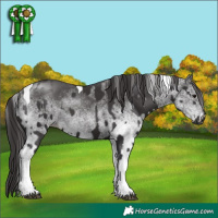 Horse Color:Smoky Black Tobiano and White Spotted Smoky Black Tobiano