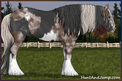 Horse Color:White Spotted Black Rabicano  and White Spotted Silver Black Frame Rabicano 