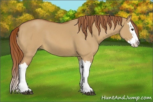 Horse Color:Red Dun Splash 