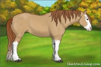 Horse Color:Red Dun Splash 