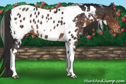 Horse Color:White Spotted Liver Chestnut Tobiano Appaloosa 