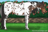 Horse Color:White Spotted Liver Chestnut Tobiano Appaloosa 