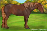 Horse Color:Chestnut  and Gray Chestnut 