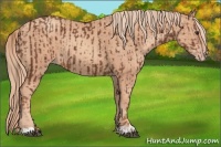 Horse Color:Chestnut  and Gold Champagne 