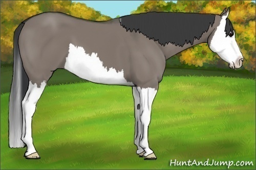 Horse Color:Grullo Splash 