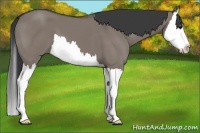 Horse Color:Grullo Splash