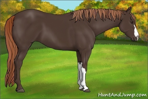 Horse Color:Liver Chestnut