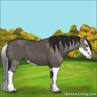 Horse Color:Grullo Splash  and Gray Grullo Splash 
