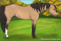 Horse Color:Bay Dun