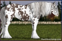 Horse Color:Silver Black Splash Appaloosa  and White Spotted Black Splash Appaloosa 