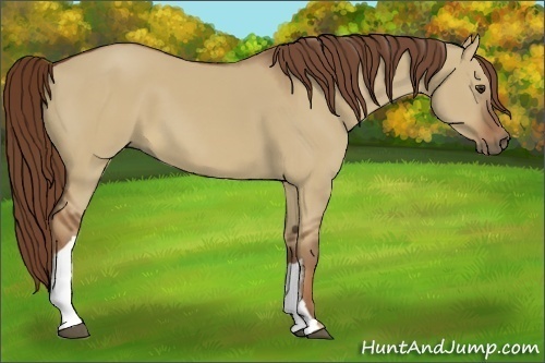 Horse Color:Red Dun 