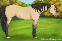 Horse Color:Bay Dun