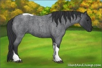 Horse Color:Blue Roan Tobiano