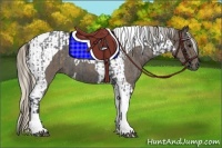 Horse Color:Blue Roan Tobiano  and Silver Blue Roan Tobiano 