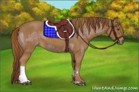 Horse Color:Red Roan  and Red Roan 