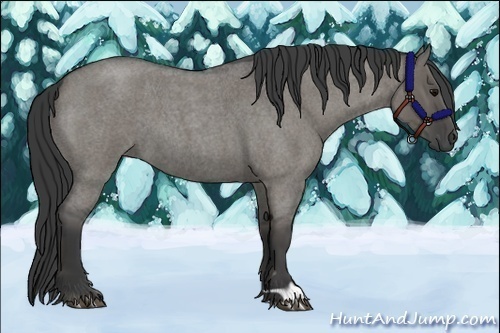 Horse Color:Grullo Roan