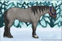 Horse Color:Grullo Roan 