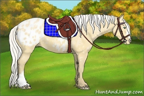 Horse Color:Silver Amber Cream Champagne Ice Appaloosa 