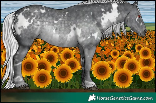 Horse Color:White Spotted Silver Black Chinchilla Rabicano