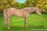 Horse Color:Gold Champagne 