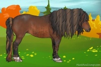 Horse Color:Chestnut  and Bay 