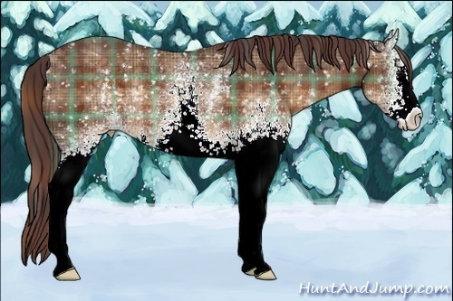 Horse Color:Plaid  White Spotted Chocolate Brown Appaloosa Rabicano 