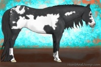 Horse Color:Black Frame Appaloosa