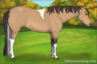 Horse Color:Buckskin Roan Tobiano 
