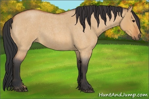 Horse Color:Bay Roan Dun