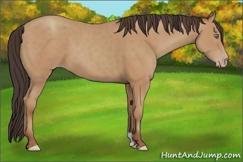 Horse Color:Amber Champagne 