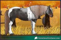 Horse Color:Liver Chestnut Tobiano 