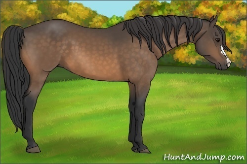 Horse Color:Buckskin 